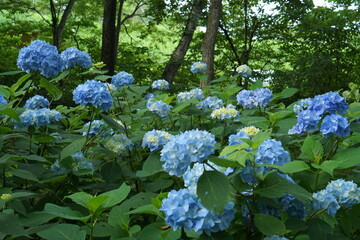 BLUE hydrangea flowers in the garden