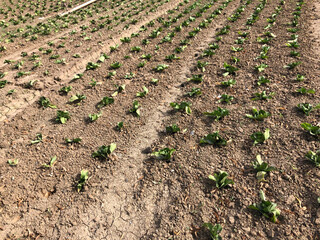 Fertile agricultural plowed fields