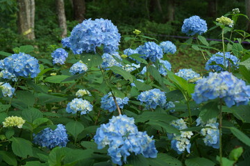 BLUE hydrangea flowers in the garden