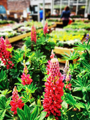 Garden show with plants and flowers