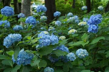 BLUE hydrangea flowers in the garden