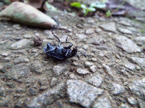 ひっくり返る虫 Insects that flip over