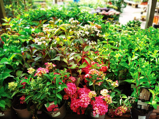 Fototapeta na wymiar Garden show with plants and flowers