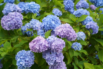 BLUE and PURPLE hydrangea flowers in the garden