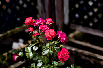 Garden show with plants and flowers