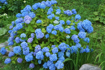 blue hydrangea flower