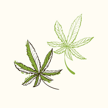 Green cannabis leaves. Hand drawn natural vintage sketch for medical design. CBD, cannabis, hemp oil. Vector illustration on white background in watercolor style.