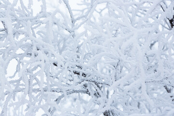 Snow and rime ice on the branches of bushes. Beautiful winter background with trees covered with hoarfrost. Plants in the park are covered with hoar frost. Cold snowy weather. Cool frosting texture.
