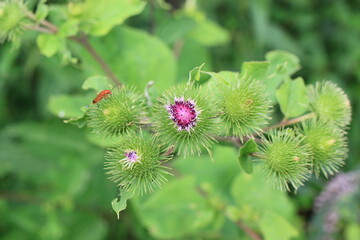 flower of a thistle
