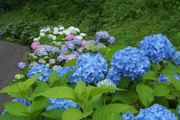 blue hydrangea flower