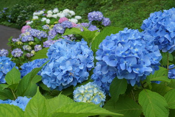 blue hydrangea flower
