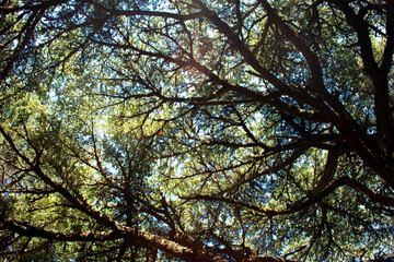 Fototapeta premium looking up to the tree top in a cedar forest