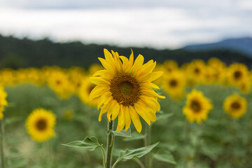 Fototapeta premium Sunflower field