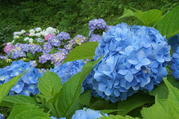 blue hydrangea flower