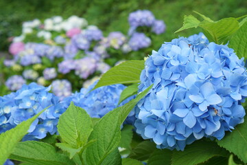 blue hydrangea flower