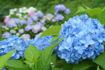 Foto op Canvas blue hydrangea flower © Hirotsugu