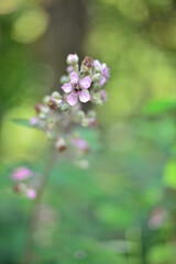 Fleurs de muriers sauvages