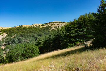 Cedar forest in the Lebanon mountains