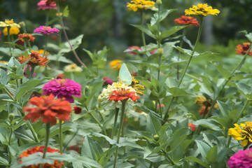 Papillon butinant des fleurs