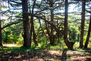 inside a cedar tree forest in Lebanon