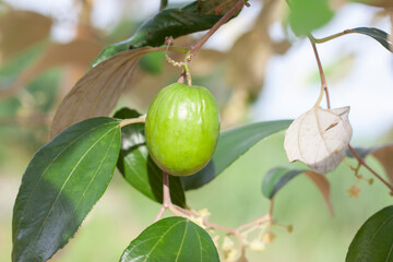 Green Jujube hanging on tree with sunlight in the garden.