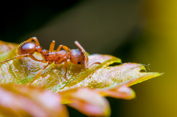 a small ant insect on a plant in the meadow