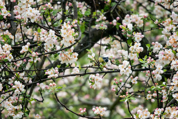 Blue Tit on branches with apple tree flowers.