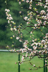 Blue Tit on branches with apple tree flowers.