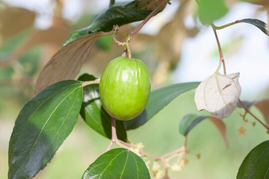 Green Jujube hanging on tree with sunlight in the garden.