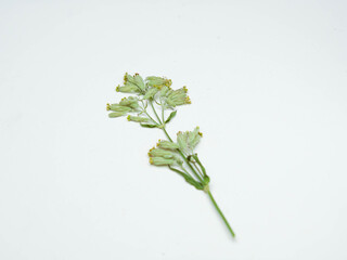 Green dry wild plant with yellow flowers isolated on white background.