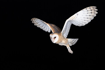 Coruja-das-torres, Barn Owl (Tyto alba)
