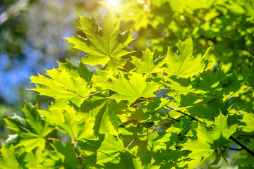 Green nature background with maple leaves
