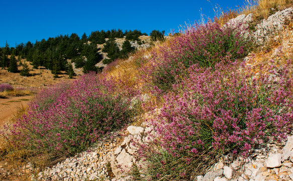 pink wildflowers in the lebanon mountains