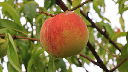 red peach on a tree