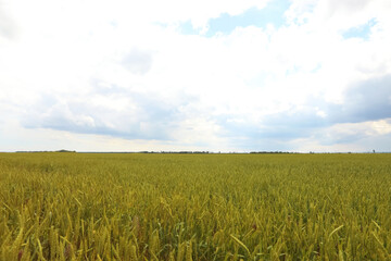 Agricultural field with ripening cereal crop on cloudy day