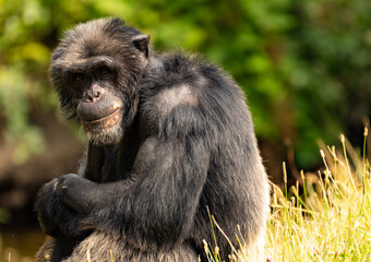 Obraz premium Chimpanzé