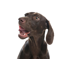 German Shorthaired Pointer dog on white background