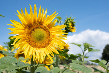 Close up of a sunflower blossom in front of the blue sky in a sunflowerfield