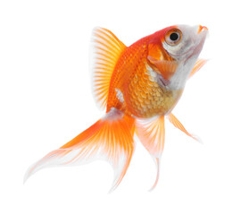 Fototapeta premium Beautiful bright small goldfish isolated on white