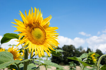 sunflower in the field close up