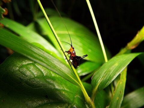 バッタ grasshopper