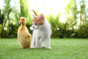Fluffy baby duckling and cute kitten together on green grass outdoors © New Africa