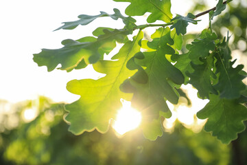 Closeup view of oak tree with young fresh green leaves outdoors on spring day