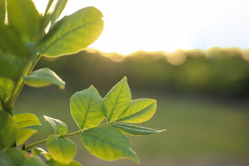 Closeup view of tree with young fresh green leaves outdoors on spring day