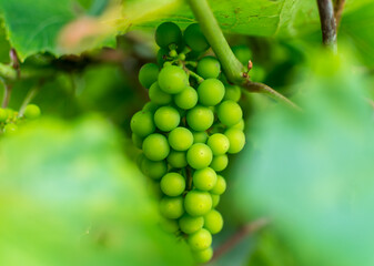 a bunch of green grapes on a branch