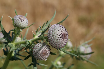 Thistle flower in the field in summer