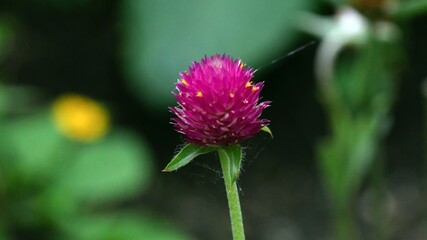 red clover in the garden