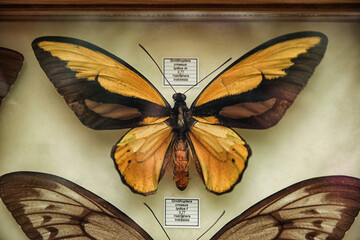 Beautiful Ornithoptera croesus lydius butterflies on white background