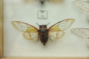 Beautiful large exotic cicada on white background