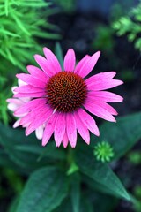 Fototapeta premium Purple cone flower in the garden